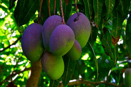 Mangifera indica - Mangobaum Herkunft: Indien, Myanmar, Borneo - wird heute in vielen tropischen Gebieten abgebaut. Botanischer Garten Teneriffa