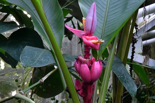 Musa velutina - Rosa Zwergbanane Herkunft: Nordost Indien Botanischer Garten München