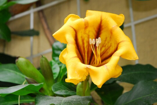 Solandra_maxima - Goldkelch Herkunft: Mexiko, Peru, Bolivien, Brasilien, westindische Inseln Botanischer Garten München