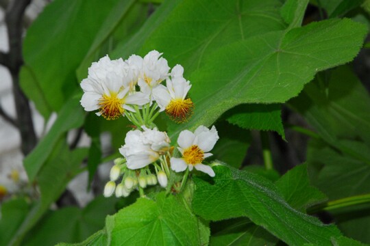 Sparrmannia africana - Kapländische Zimmerlinde Herkunft: Südafrika Botanischer Garten München