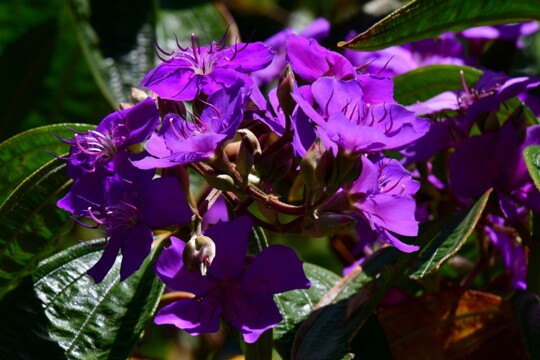 Tibouchina_granulosa - Prinzessinblume Herkunft: Brasilien Botanischer Garten Teneriffa