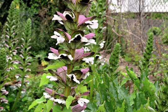 Acanthus_mollis Weicher Akanthus er wird auch als wahrer Bärenklau bezeichnet ist aber nicht mit unserem Bärenklau aus der Gattung Heracelum verwandt.