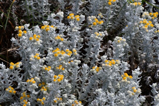 Achillea maritima - Schneeweiße Strandfilzblume Gefunden am Paia da Pedra nähe Porto ( Portugal )