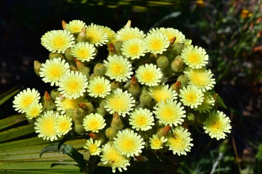 Andryala integrifolia - Ganzblatt Andryala Gefunden in Andalusien