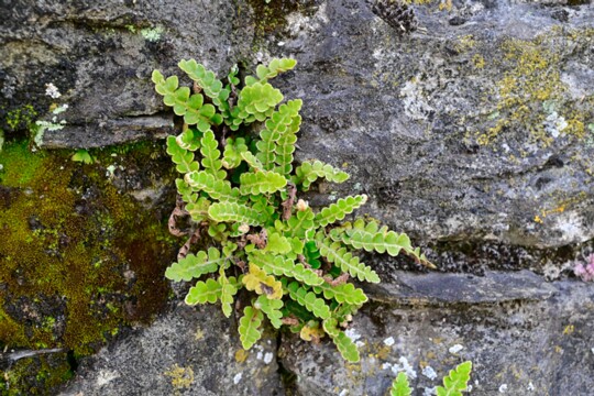 Asplenium_ ceterach Milzfarn im mediterraen Raum liegt sein Hauptverbreitungsgebiet. Er ist aber auch seltener in Mitteleuropa anzutreffen.