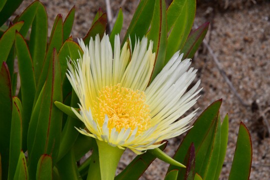 Carpobrotus edulis - Gelbe Mittagsblume Die Pflanze stammt ursprünglich aus Südafrika. Sie gilt mittlerweile fast im gesamten Mittelmeerraum als eingebürgert. Gefunden nähe Porto ( Portugal )