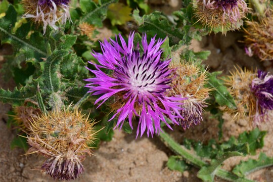 Centaurea polyacantha - Kugelkopf Flockenblume Gefunden in Andalusien