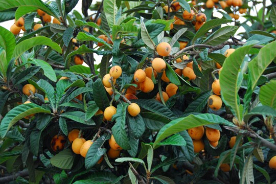 Eriobotrya japonica - Japanische Wollmispel