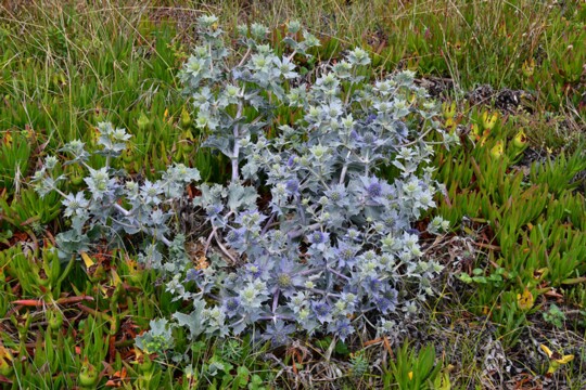 Eryngium maritimum - Stranddistel ( 2 )