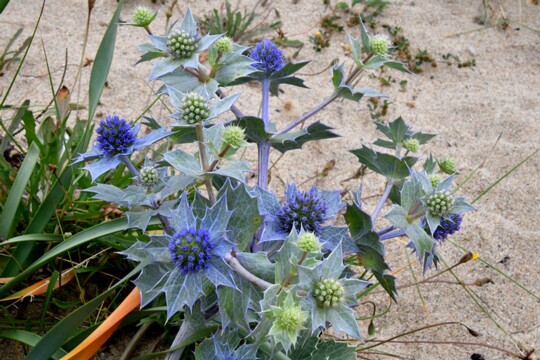 Eryngium maritimum - Stranddistel Gefunden nähe Porto ( Portugal )