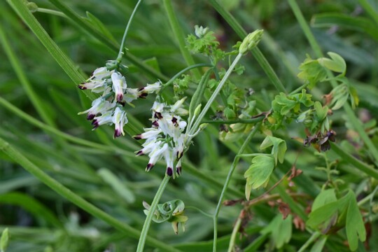 Fumaria_capreolata Ranken - Erdrauch Er wird auch als klimmender oder weißer Erdrauch bezeichnet. Im Mittelmeerraum besiedelt er oft Mauern und Schuttplätze. In Mitteleuropa ist...
