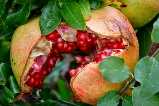 Granatapfel Granatapfel ( Punica granatum )