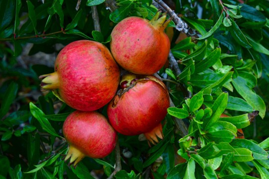 Granatapfel2 Granatapfel ( Punica granatum )