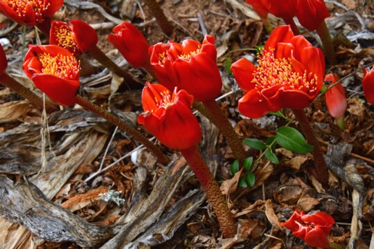 Haemanthus coccineus - Scharlachrote Blutblume Gefunden bei Luz de Tavira ( Portugal )