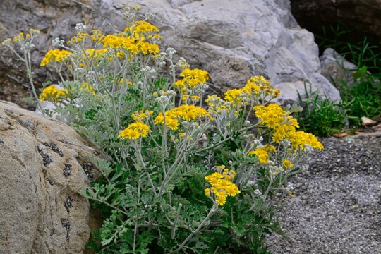 Jacobaea_maritima Weißfilziges Greiskraut die typische mediterrane Küstenpflanze besiedelt gerne felsige Standorte