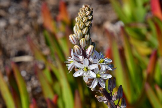 Meerzwiebel Meerzwiebel ( Drimia maritima )