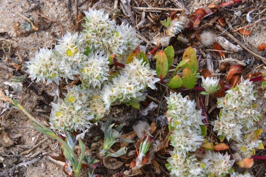 Paronychia argentea - Silber Mauermiere Gefunden in Andalusien