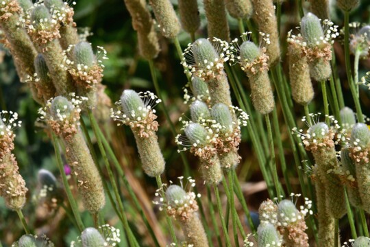 Plantago lagopus - Hasenfuß Wegerich Gefunden in Andalusien