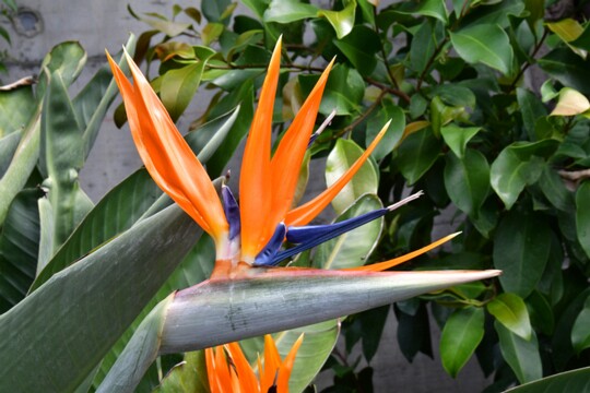 Strelitzia reginae - Paradiesvogelblume