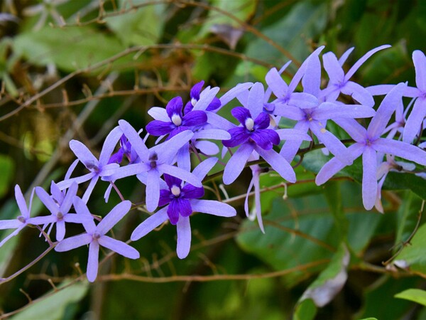 Pflanzen auf Mauritius hier findet ihr Pflanzen die innerhalb und ausserhalb des Botanischen Gartens auf Mauritius aufgenommen wurden.