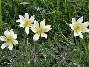 Pflanzen der Seiser Alm diese Galerie enthält Fotos von der Pflanzenwelt der Seiser Alm in Südtirol.