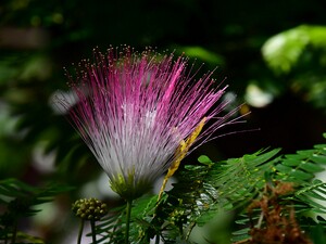 Pflanzen in botanischen Gärten Hier findet ihr Pflanzen die in verschiedenen botanischen Gärten aufgenommen wurden.