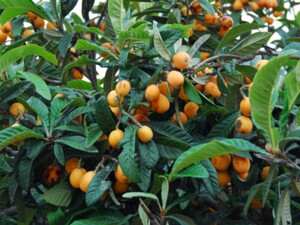 mediterrane Pflanzen in dieser Galerie findet ihr Pflanzen die im Mittelmeerraum oder auf den Kanaren beheimatet oder dort eingebürgert...