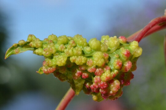 Daktulosphaira vitifoliae - Gallen der Reblaus ( 2 )