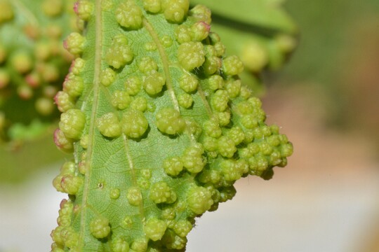 Daktulosphaira vitifoliae - Gallen der Reblaus