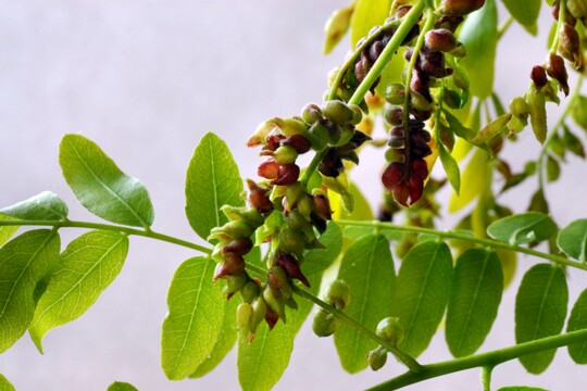Dasineura gleditschiae Die Gallen am Lederhülsenbaum werden durch die Gleditschiengallmücke verursacht