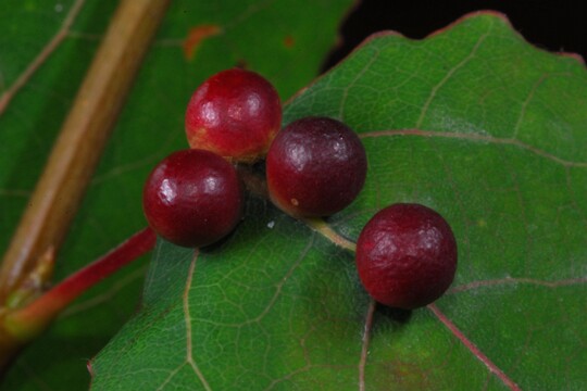 Harmandiola_tremulae Gallen der Zitterpappel - Gallmücke