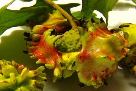 Knopperngalle Galle der Knopperngallwespe