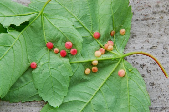 Pediapsis_aceris - Ahorngallwespe