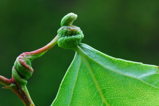 Pemphigus_protospirae Die Gallen werden durch Blattläuse verursacht. Gefunden an Schwarzpappel.