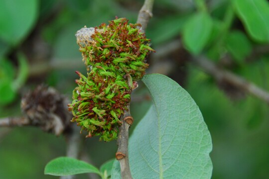 Stenacis triradiata Diese sogenannten Wirrzöpfe werden von der Gallmilbe Stenacis triradiata an verschiedenen Weidenarten gebildet.