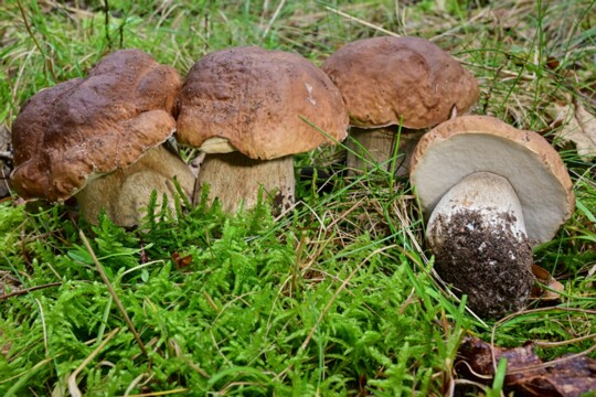 Boletus_edulis005