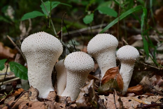 Lycoperdon_perlatum004 Lycoperdon perlatum - Flaschenstäubling
