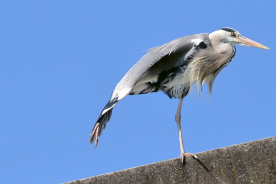 Ardea cinerea - Graureiher
