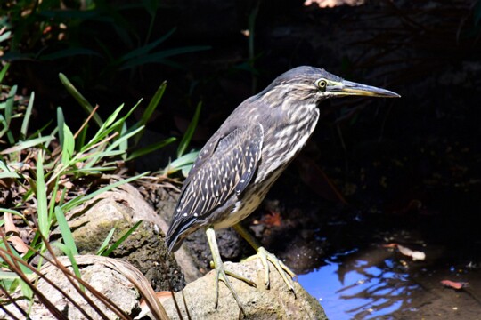 Butorides striata - Mangrovenreiher aufgenommen in Mauritius