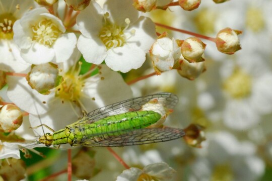 Chrysoperla carnea - Gemeine Florfliege