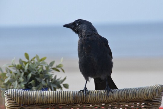 Corvus monedula - Dohle