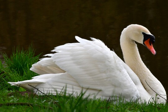 Cygnus olor - Höckerschwan ( 2 )