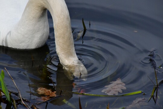 Cygnus olor - Höckerschwan ( 3 )