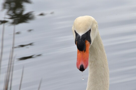Cygnus olor - Höckerschwan