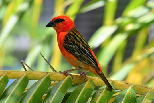 Foudia madagascariensis -Madagascarweber Aufgenommen auf Mauritius