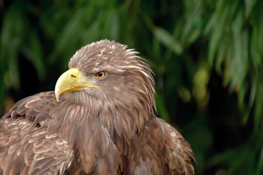 Haliaeetus albicilla - Seeadler