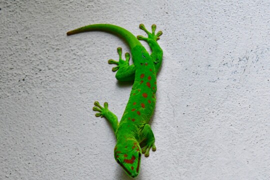 Helsuma grandis - Großer Madagaskar Taggecko aufgenommen auf Mauritius