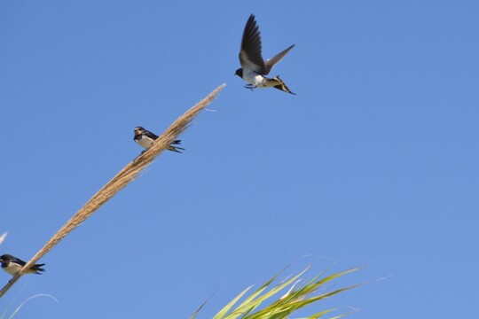 Hirundo rustica - Rauchschwalbe