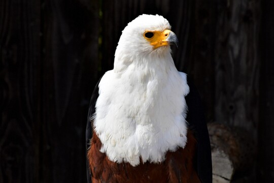Icthyophaga vocifer - Afrikanischer Schrei Seeadler