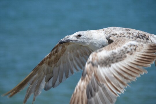 Larus michahellis - Mittelmeermöve ( Jungvogel )